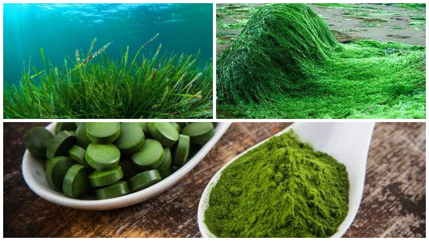 Chlorella Use As a Dietary Supplement