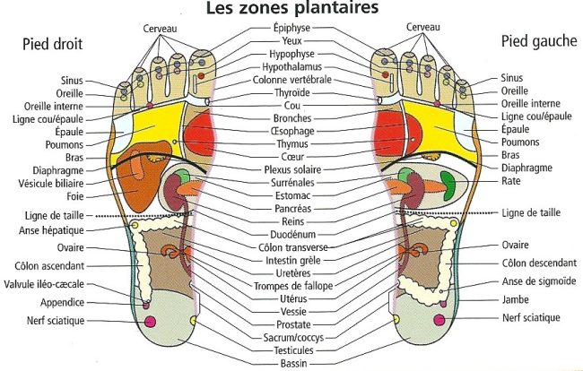 Réflexologie Grasse: Une Méthode Ancienne pour le Bien-être Moderne